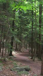 Forest-winding-trail-blog