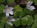 Shamrocks-sharpened-blog2